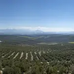 Paisaje de un olivar andaluz