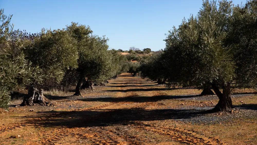 Olivos y agricultura en Brea del Tajo.