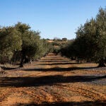 Olivos y agricultura en Brea del Tajo.