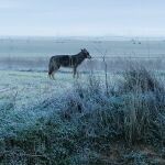 Un lobo avistado en los últimos días en las inmediaciones de Morales de Campos (Valladolid)