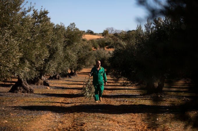 Desesperación en los agricultores de Madrid: “Si me siguen robando aceitunas voy a cometer una locura”