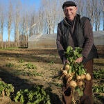 José Carlos González recoge nabos en una parcela de ubicada en Ribas de Campos(Palencia)