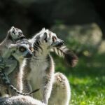 Lémures de cola anillada tomando el Sol en comunidad