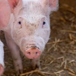 El juzgado admite a trámite la denuncia contra una granja de cerdos por maltrato animal