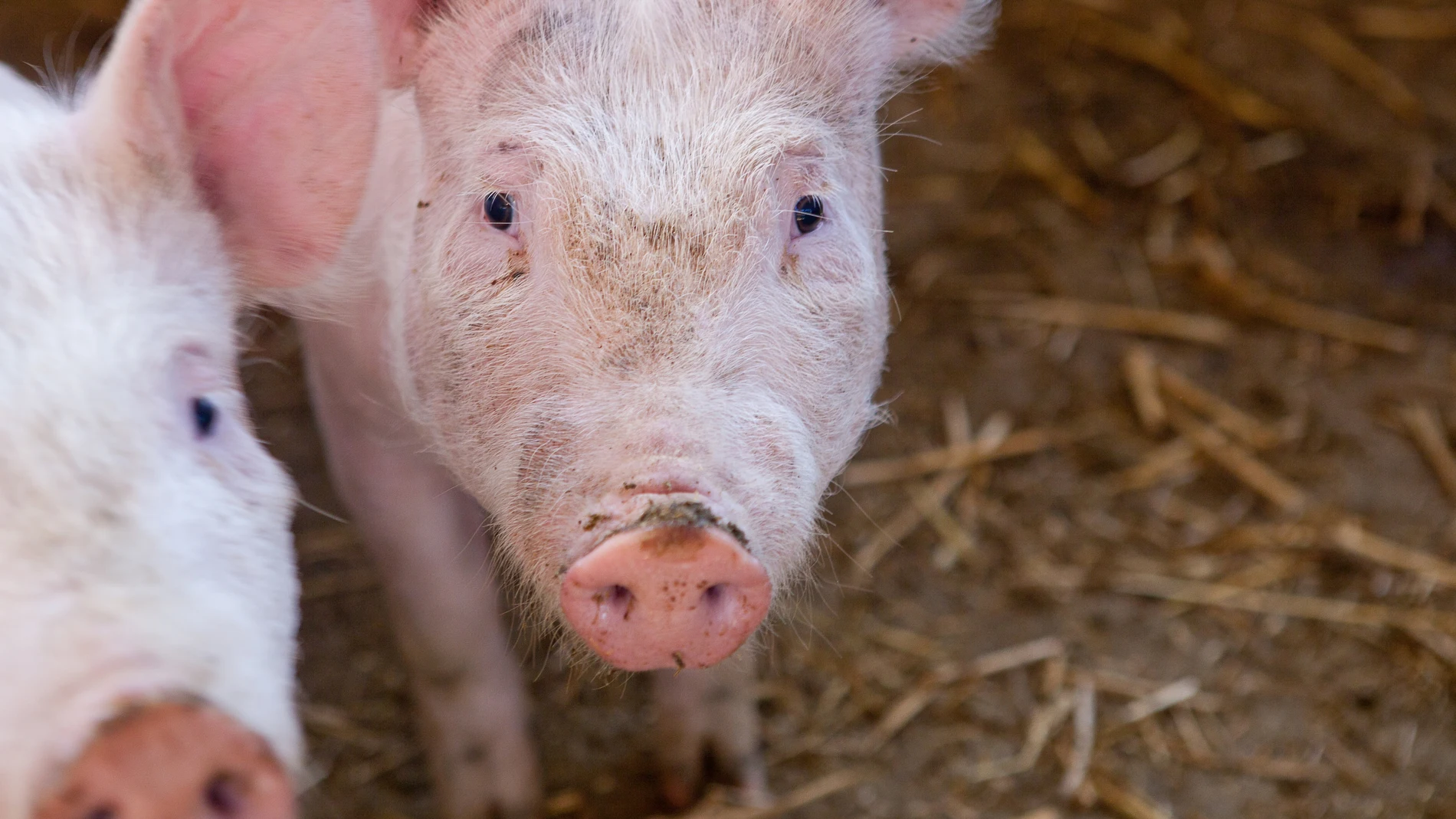 El juzgado admite a trámite la denuncia contra una granja de cerdos por maltrato animal