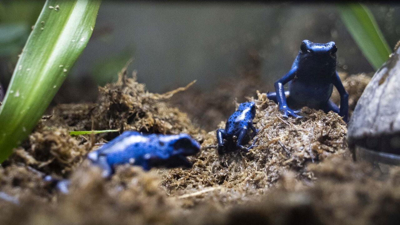 Bioparc Valencia reproduce con éxito la vistosa rana veneno azul