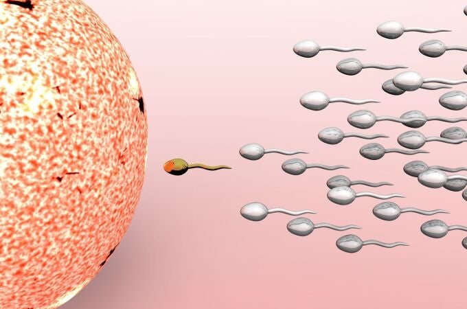 Espermatozoides fertilizando un óvulo