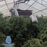 La operación "Rabbit/Lapin" se incauta de 7.000 plantas de marihuana