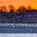 New strain of virulent H5N1 bird flu virus spreads through snow geese in US