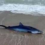 Un tiburón varado en las playas de El Saler de Valencia