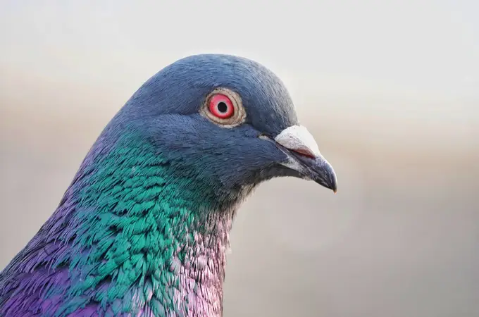 ¿Pueden las palomas competir con la inteligencia artificial?