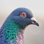 Primer plano de una paloma de la especie Columba livia