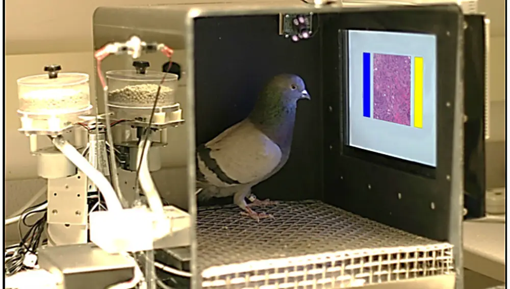 Caja de condicionamiento para una paloma donde se ve la pantalla en la que detectaban el tumor y el dispensador de comida.