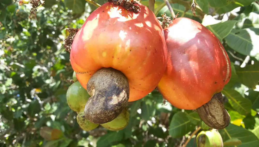 El fruto del anacardo se encuentra en la parte de abajo
