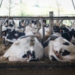 MADRID.-En España cerraron casi dos granjas de leche al día en 2022, según Unión de Uniones