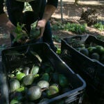 10.000 toneladas de aguacates de Jalisco por primera vez al Super Bowl