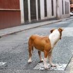 MADRID.-Más Madrid pide desarrollar en el plazo de un año un Plan de Abandono Cero para animales de compañía