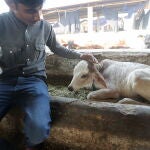 India backtracks on Cow Hug Day as proposal draws criticism