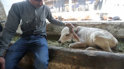 India backtracks on Cow Hug Day as proposal draws criticism