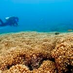 Algas tolerantes del calor pueden proteger arrecifes de coral