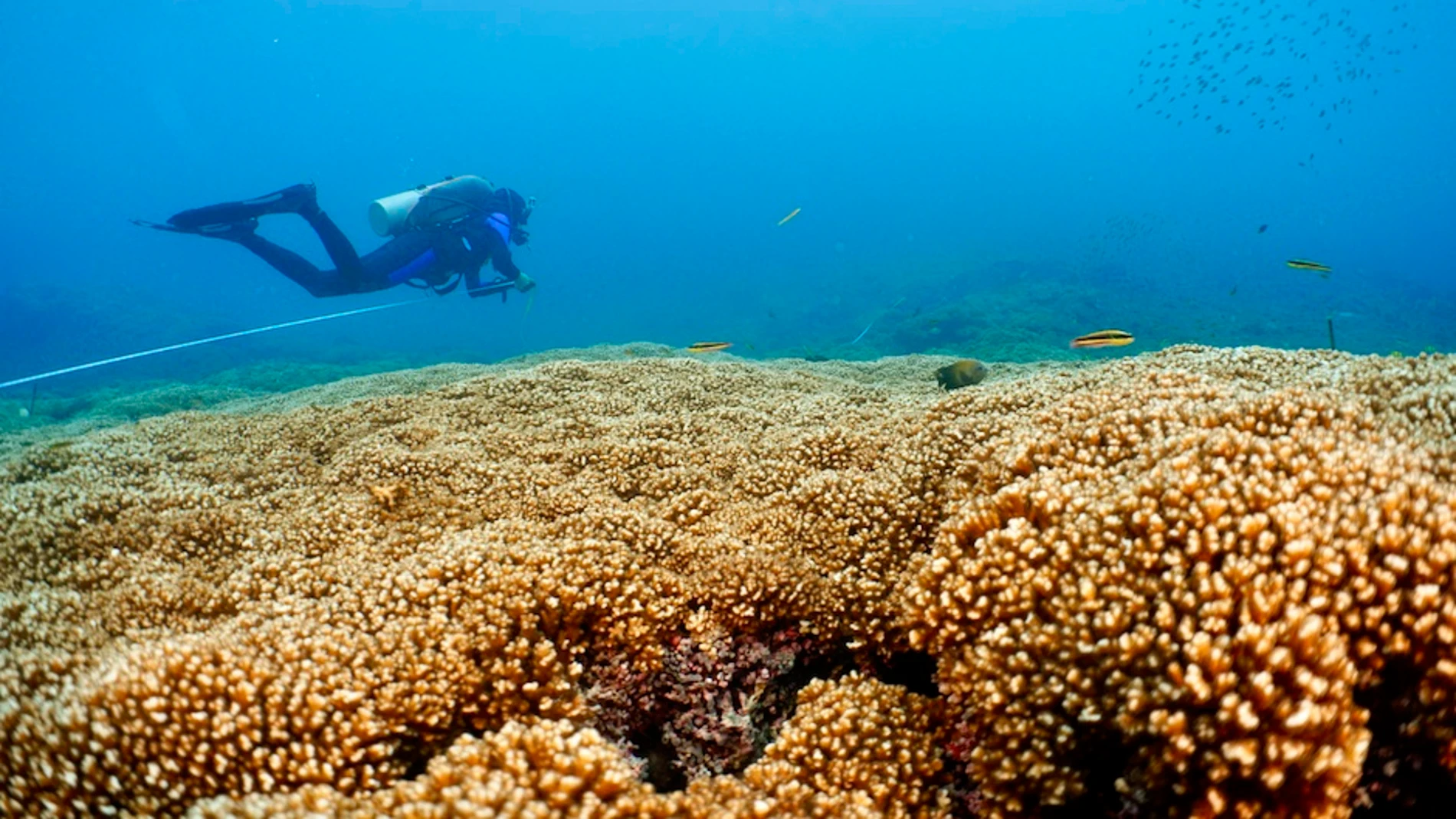 Algas tolerantes del calor pueden proteger arrecifes de coral
