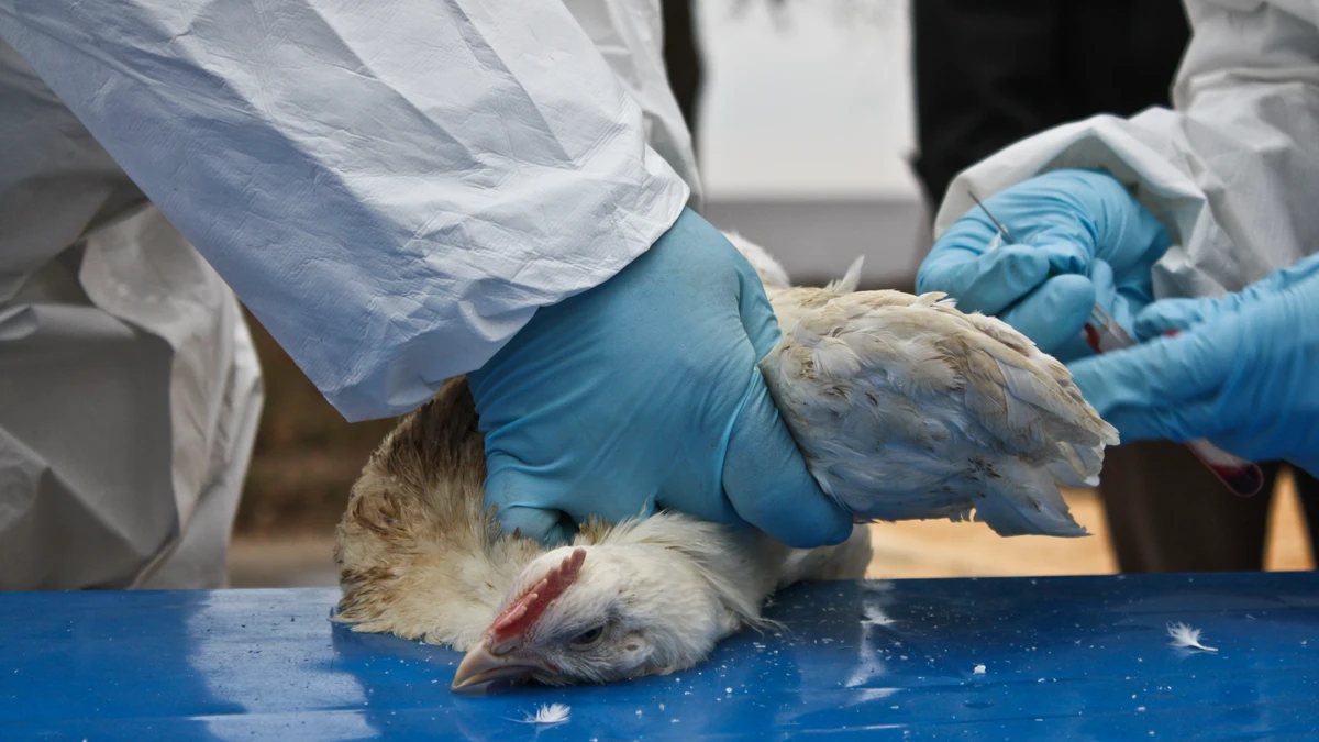 “La gripe aviar que circula ahora rompe todos los moldes conocidos”