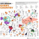 ¿Cuál es la raza de perro más popular en España? Descúbrelo en este mapa 