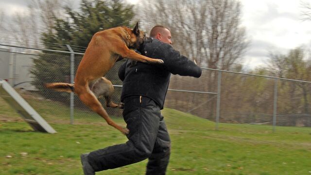 Perro adiestrado por las fuerzas de seguridad 