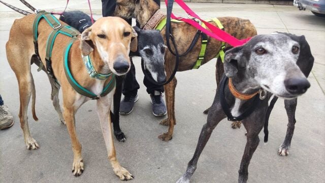 Las protectoras alertan del abandono de animales