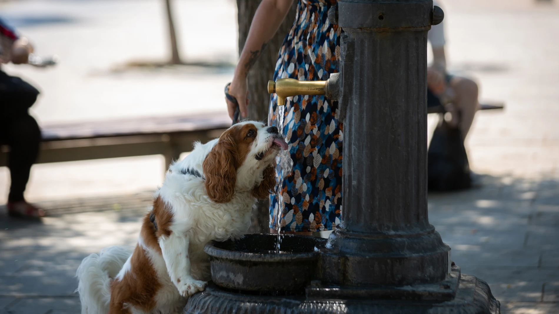 Un perro bebiendo de una fuente de Barcelona
