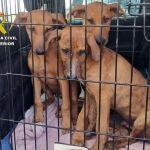 Sucesos.- La Guardia Civil instruye diligencias contra un vecino de Águilas (Murcia) por abandonar a cuatro perros