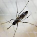El dengue es una enfermedad tropical provocada por un virus que transmiten los mosquitos