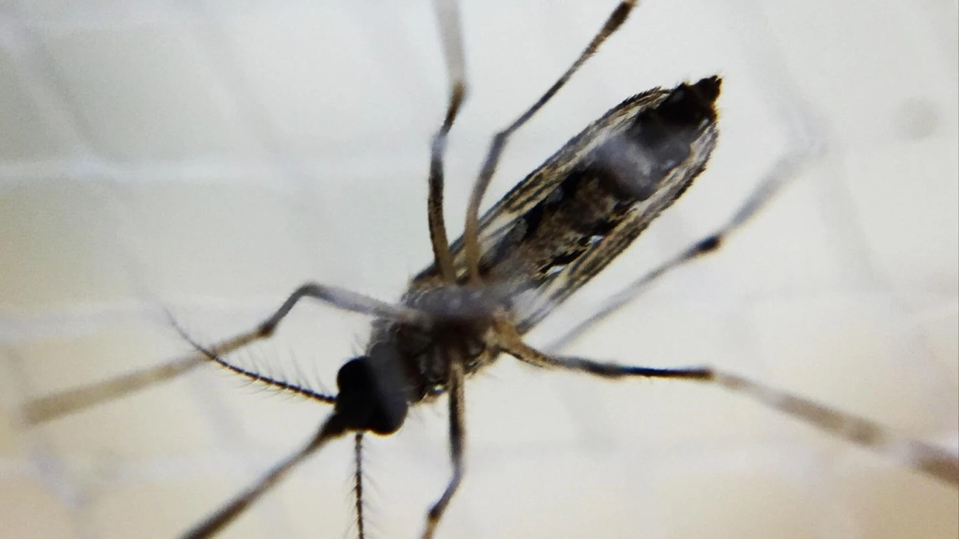 El dengue es una enfermedad tropical provocada por un virus que transmiten los mosquitos