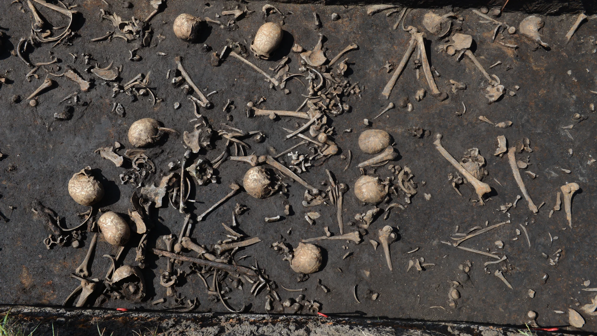 Restos humanos de caídos en combate, datados hacia 1250 a. C., documentados en el conjunto arqueológico del valle del río Tollense (Alemania)