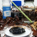 Sal, grafeno y algas, una receta para sensores comestibles