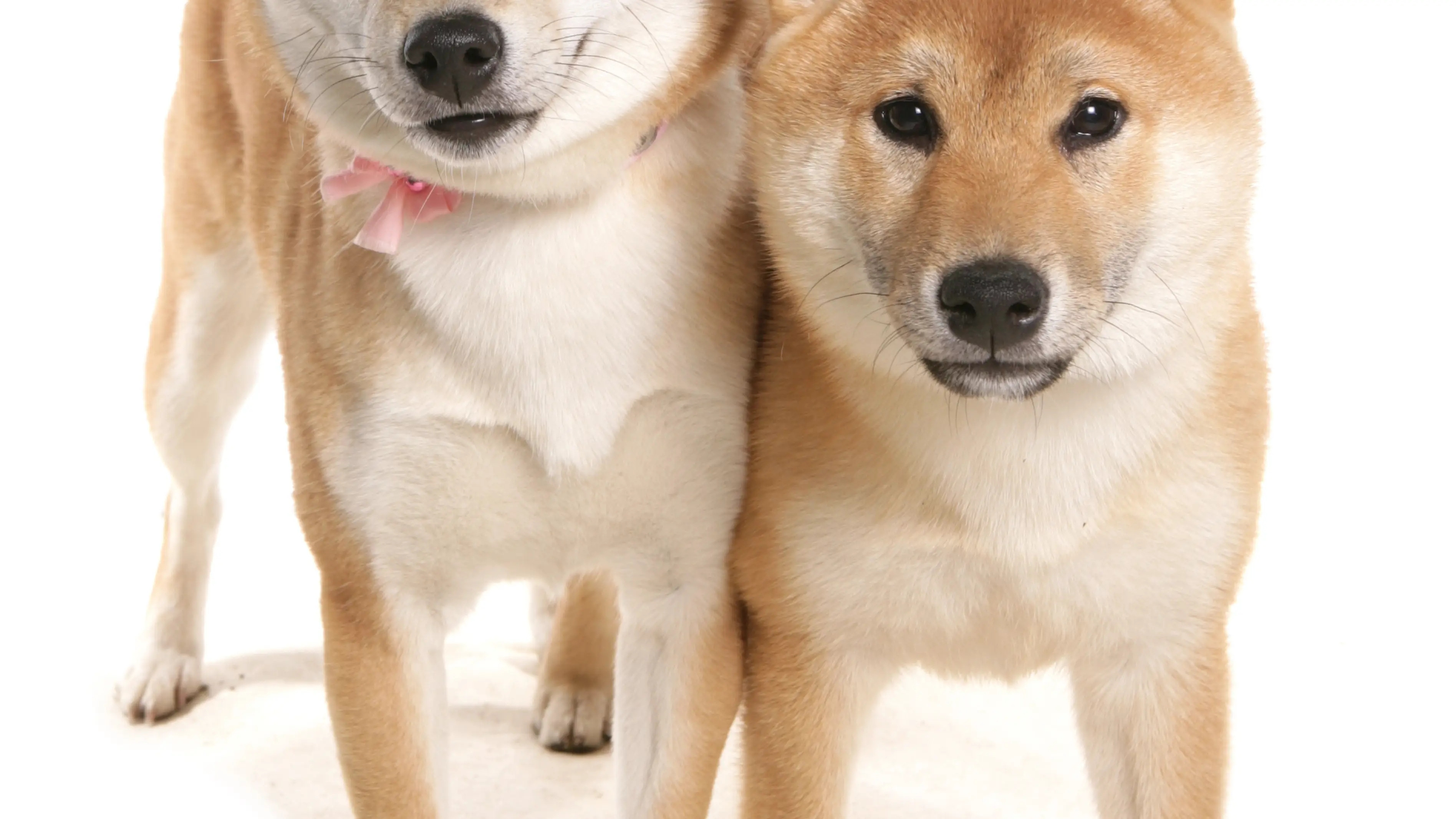 Shiba Inu