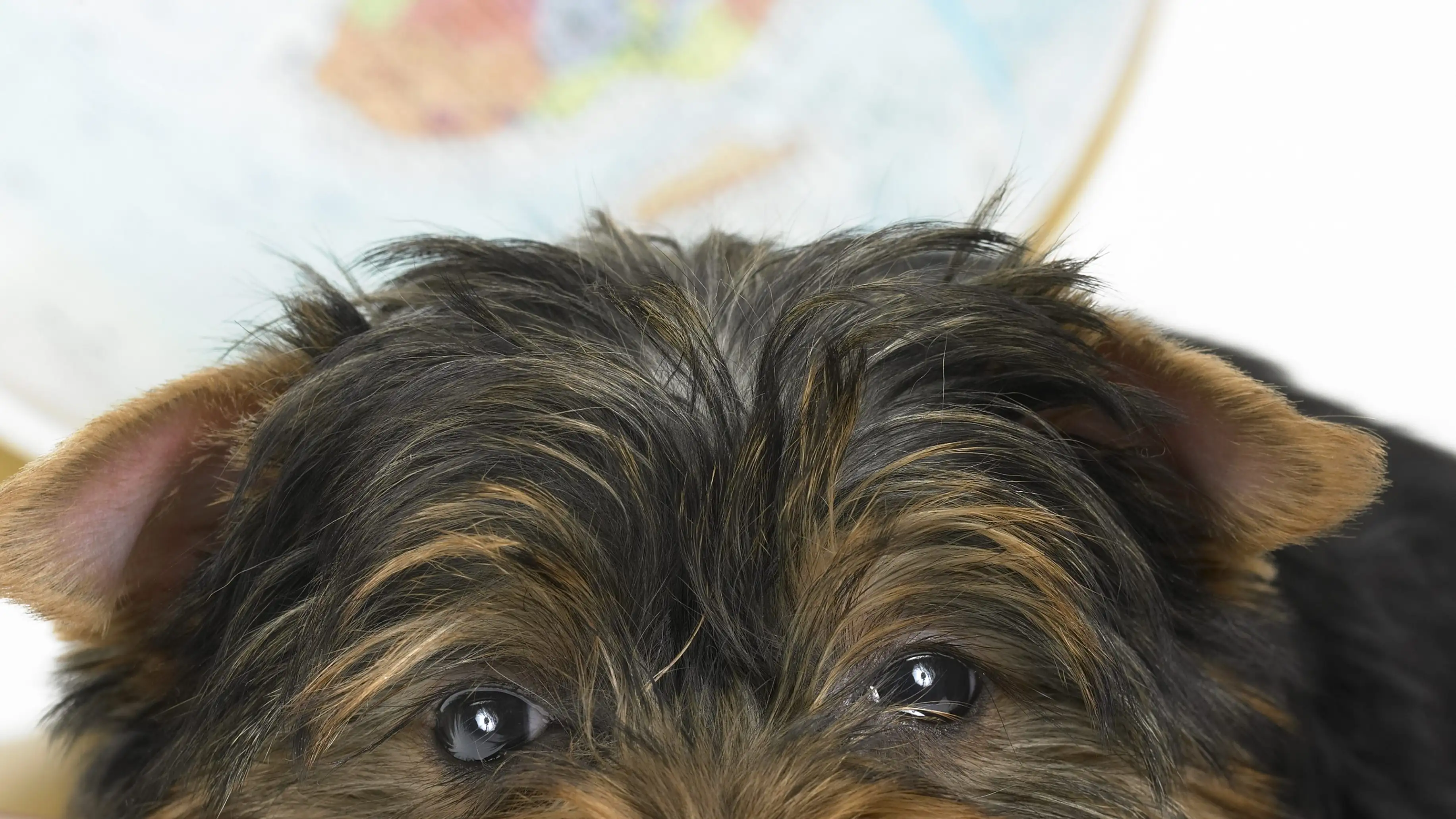 Imagen de archivo de un Yorkshire Terrier