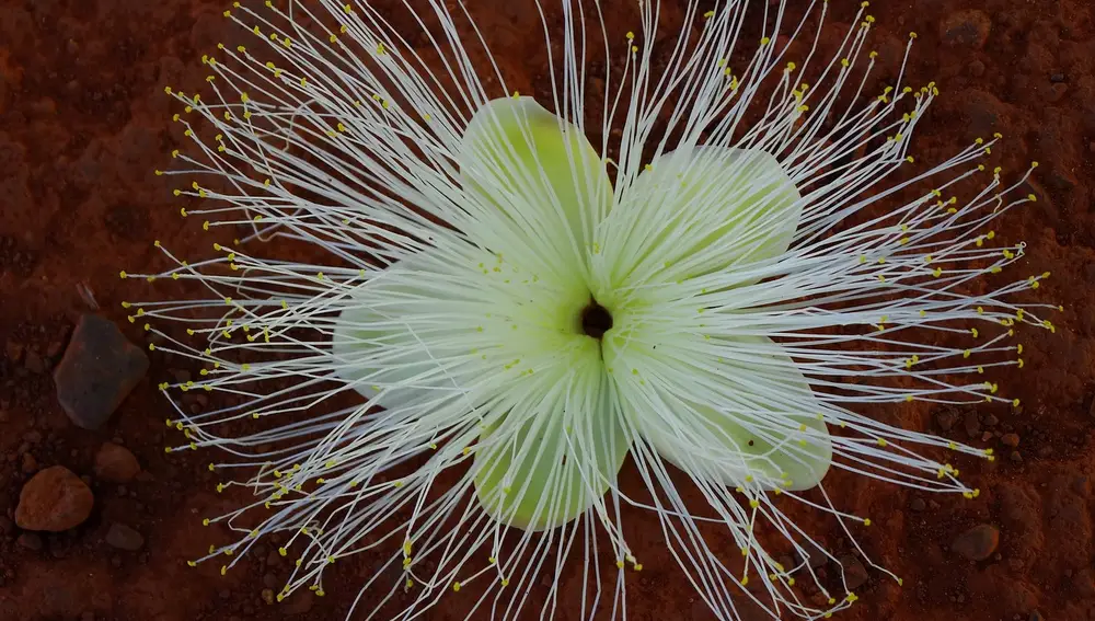 Imagen de la llamativa flor del pequi