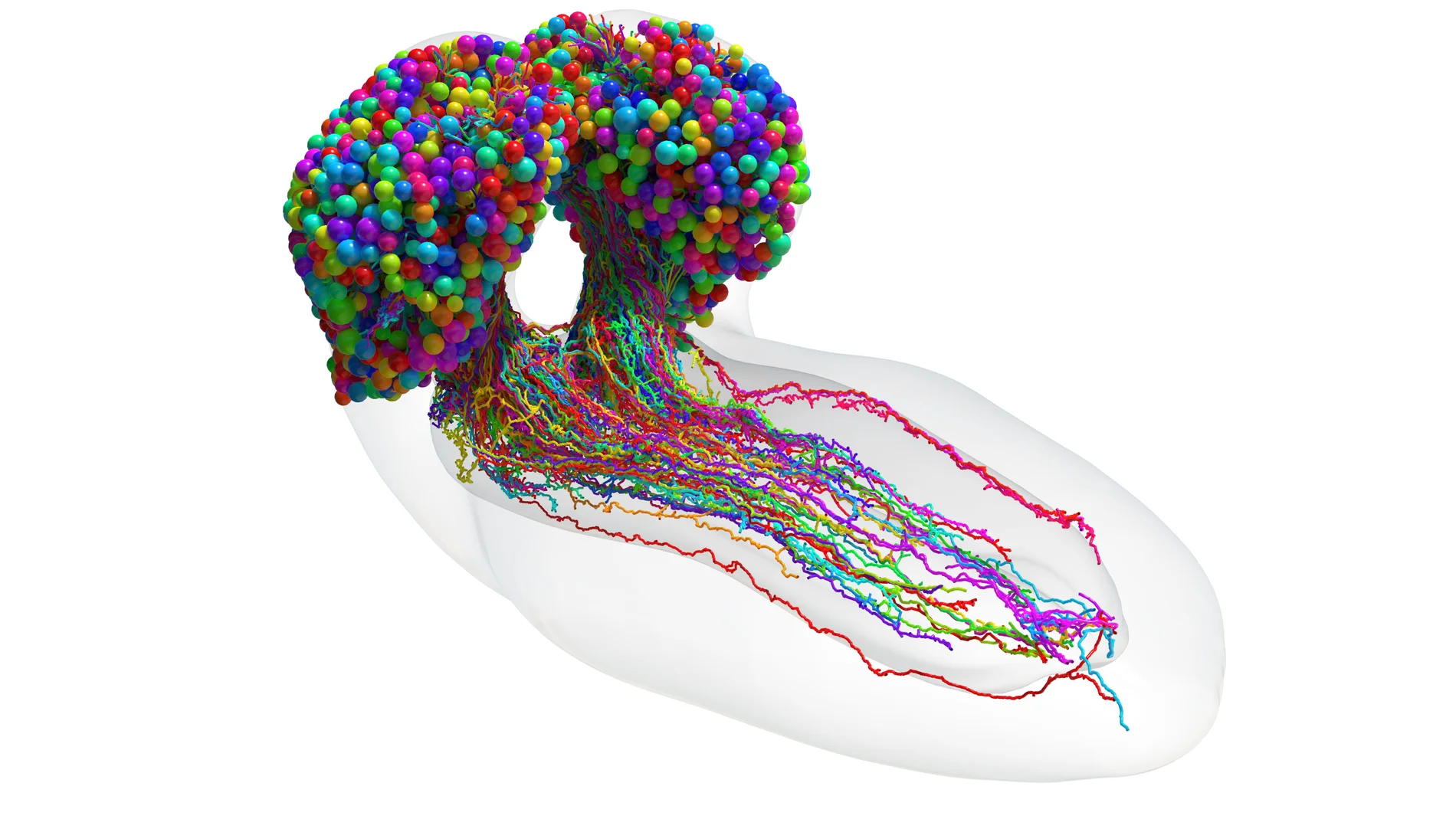 El conectoma de un cerebro de larva de mosca de la fruta reconstruido mediante microscopía electrónica. Crédito