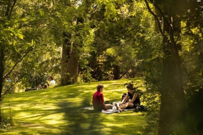 Más pinos en los parques: la última propuesta contra la contaminación