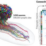 Se han mapeado más de medio millón de conexiones para este estudio