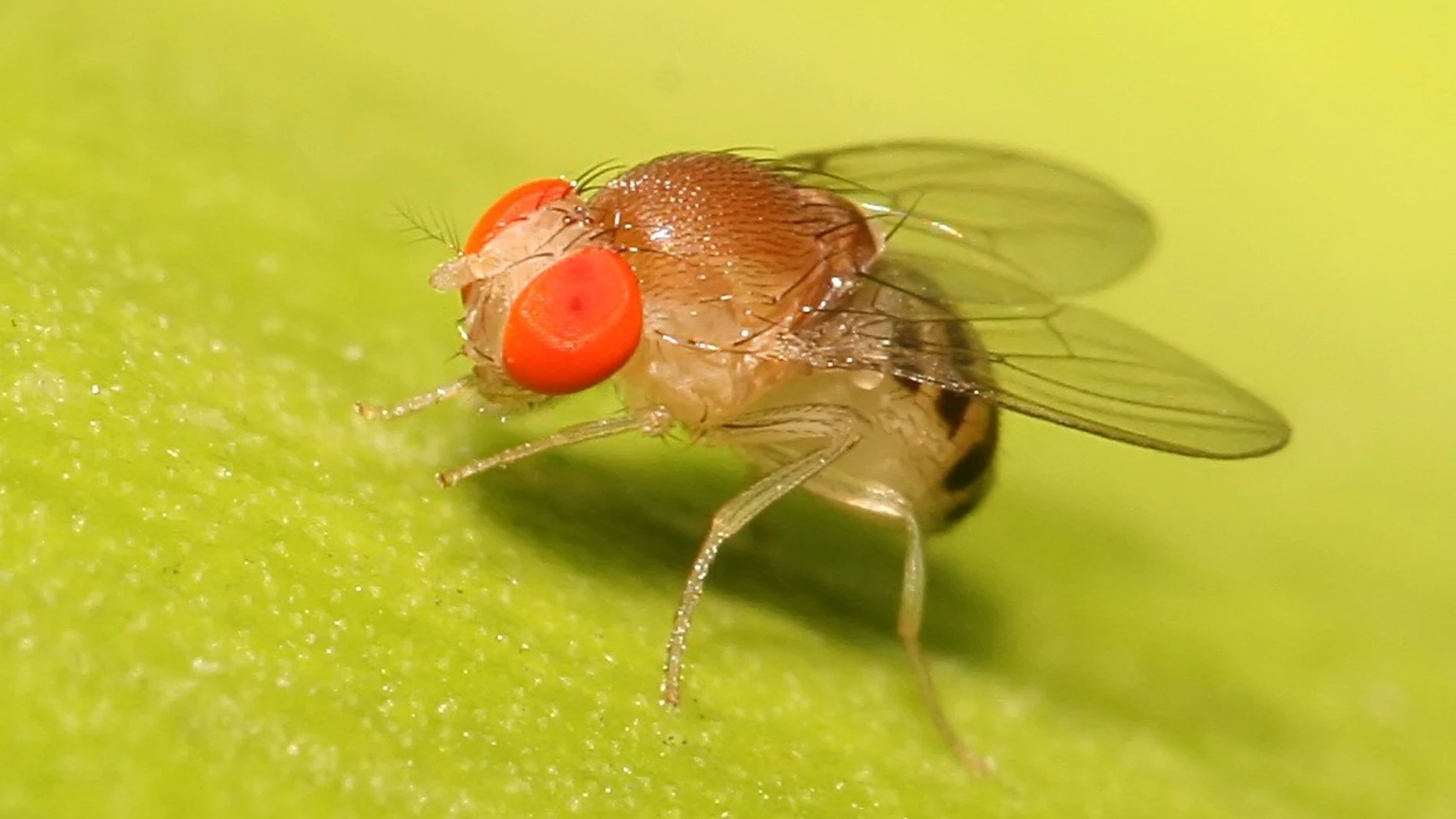 Drosophila, mosca de la fruta