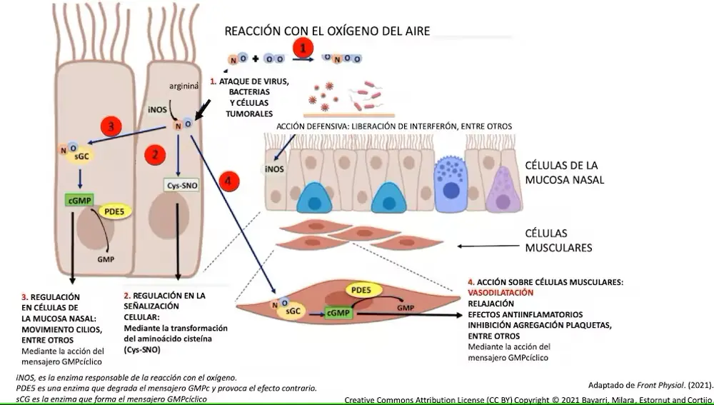 Figura 1. Esquema de la acción del óxido nítrico (NO) en el epitelio nasal y células musculares. Adaptado y traducido por M. Jiménez. Front Physiol. 2021; 12: 687381
