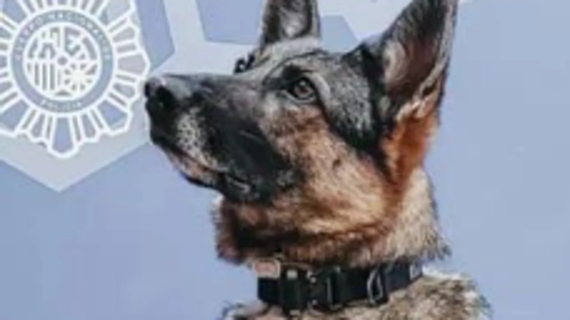 Rita, la perra de la Policía Nacional que intervino en la operación