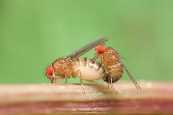 La contaminación vuelve a las moscas menos atractivas sexualmente