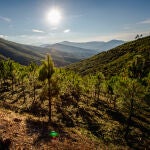 Desde el marketplace Motor Verde se puede participar en la reforestación de varios bosques