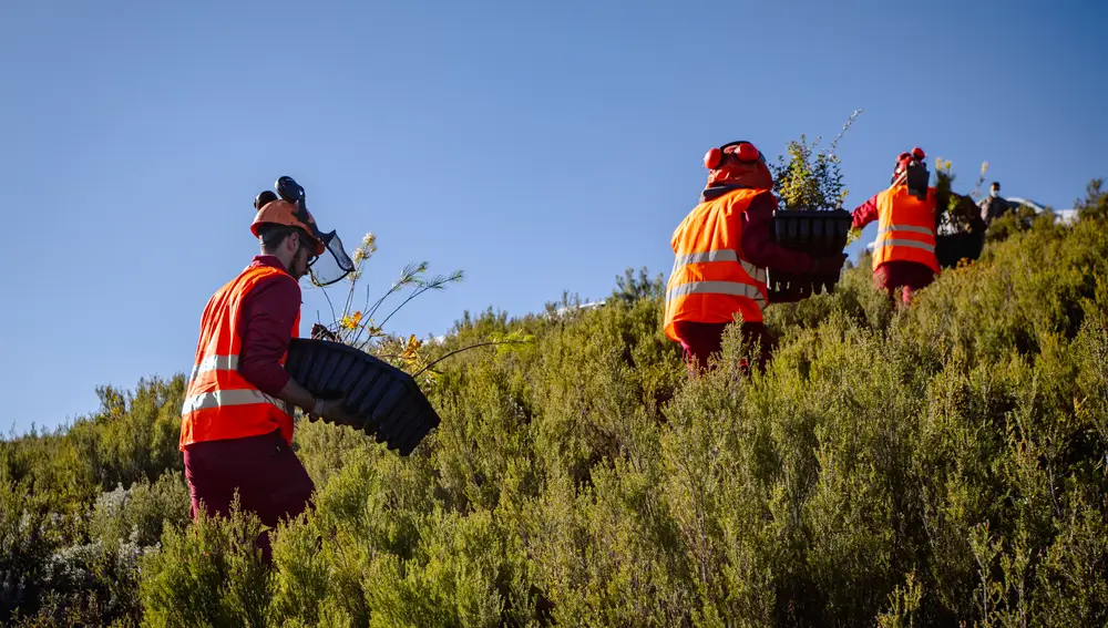 El objetivo de Motor Verde es replantar hasta 70.000 hectáreas