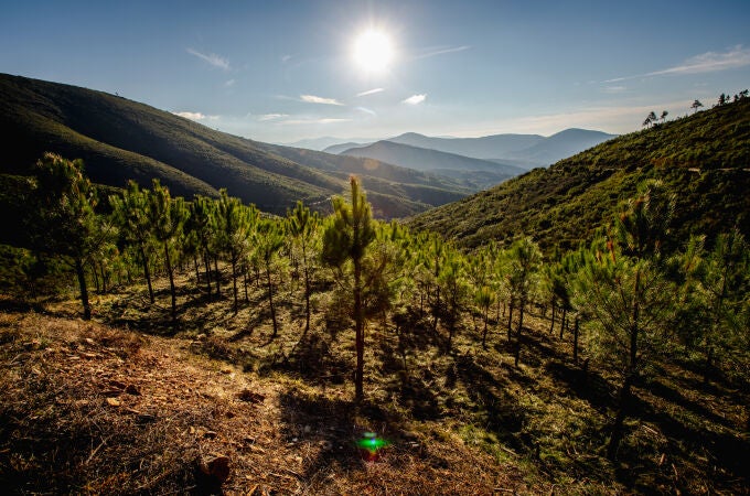 Los bosques son una solución natural para absorber el CO₂