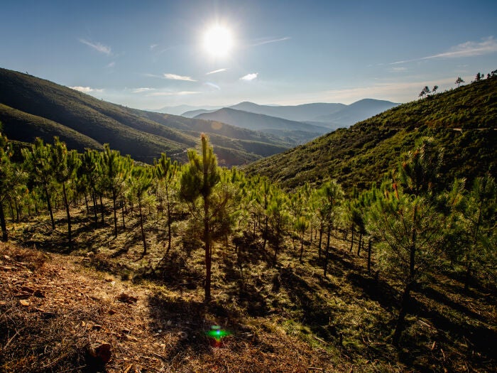 Los bosques son una solución natural para absorber el CO₂