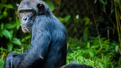 Chimpancé en una fotografía de stock